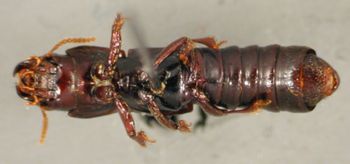 Media type: image;   Entomology 20234 Aspect: habitus ventral view